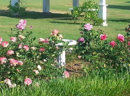roseland-plantation-roses